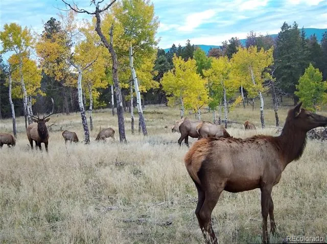 12434 S US Hwy 285 Conifer, CO 80433