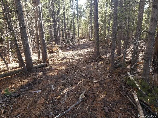 0 Forest Service 169 Lot #10 Road Red Feather Lakes, CO 80545