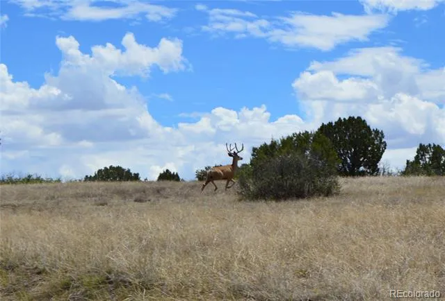 000 Claymine Road Rye, CO 81069