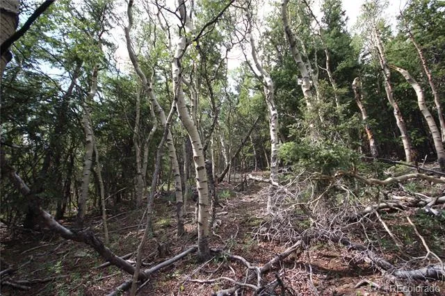 Lot 6573 Ackerman Road San Luis, CO 81152