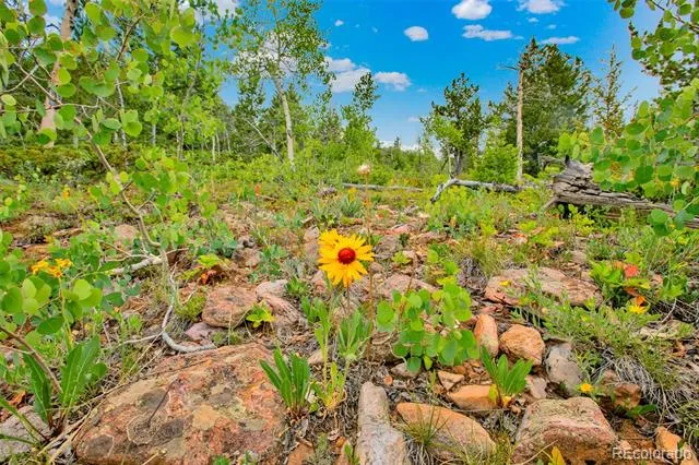 751 Lamb Mountain Road Fairplay, CO 80440