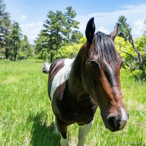 8221 Cuerna Verde Road Rye, CO 81069