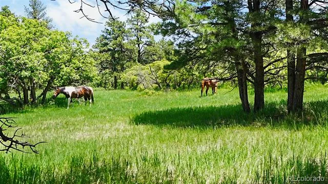 8221 Cuerna Verde Road Rye, CO 81069