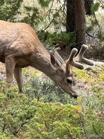 96 Grand County Road 6482 Grand Lake, CO 80447
