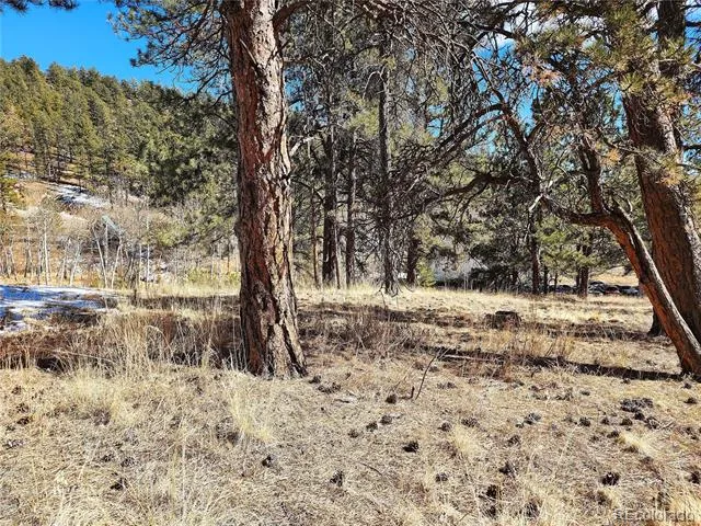 144 Gray Street Bailey, CO 80421