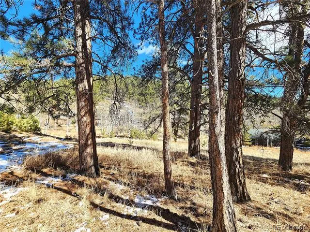 144 Gray Street Bailey, CO 80421