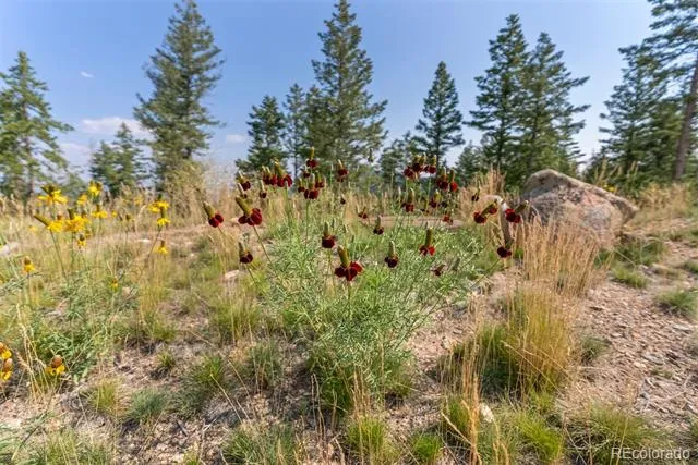 6371 Canyon Creek Road Evergreen, CO 80439