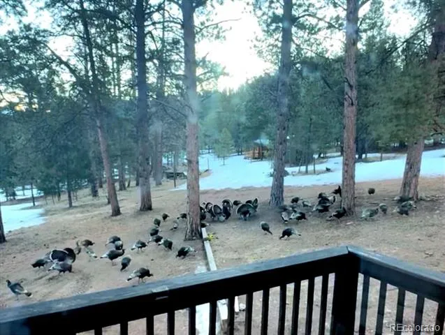 986 Apache Road Florissant, CO 80816