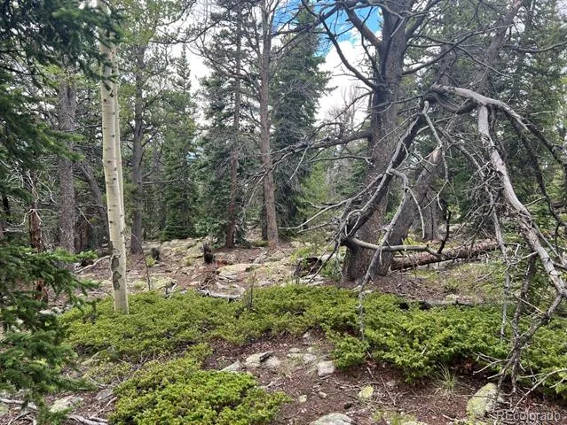 000 Hidden Wilderness Road Evergreen, CO 80439