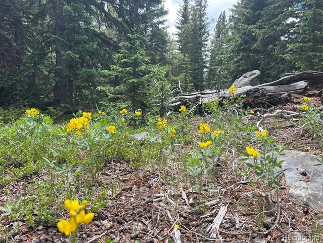 000 Hidden Wilderness Road Evergreen, CO 80439