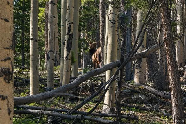000 Hidden Wilderness Road Evergreen, CO 80439