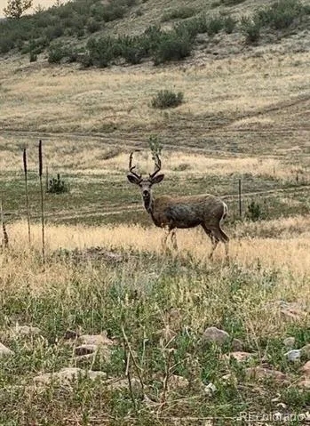 223 Stone Canyon Road Lyons, CO 80540