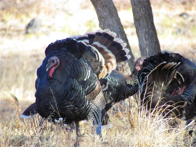 County Rd 23.3 Weston, CO 81091