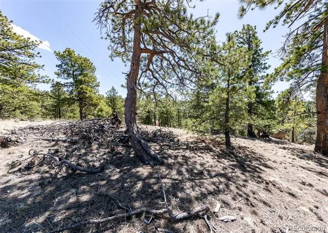 110 La Abu Trail Florissant, CO 80816