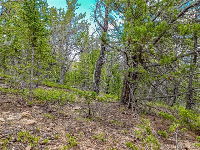 123 Mosquito Creek Road Black Hawk, CO 80422