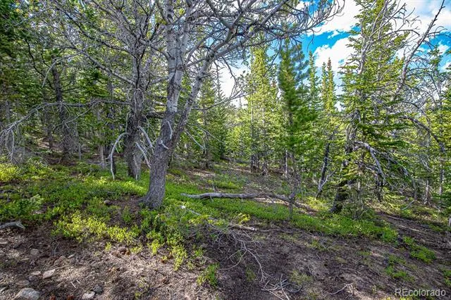123 Mosquito Creek Road Black Hawk, CO 80422