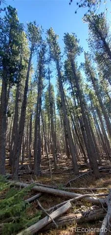 Lot 2682 & 2683 Purnell Lane Fort Garland, CO 81133