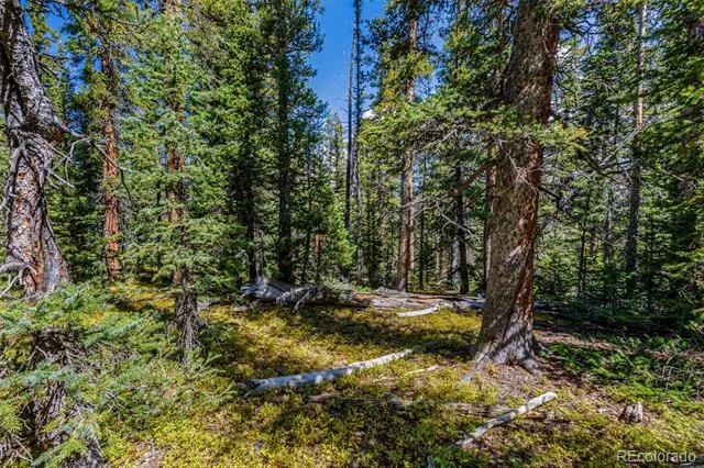 245 El Lobo Lane Fairplay, CO 80440