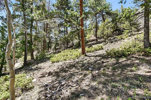 11618 Nichols Way Conifer, CO 80433