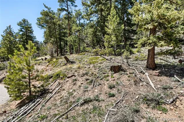 11618 Nichols Way Conifer, CO 80433