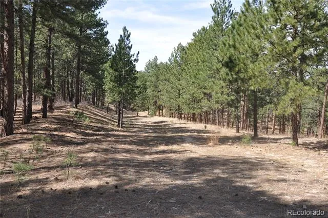 Wood Sorrel Rd Larkspur, CO 80118
