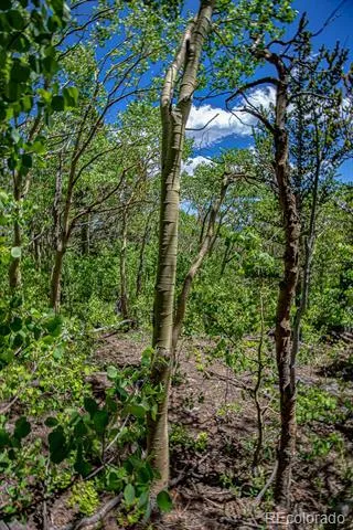 123 Yankee Hill Trail Black Hawk, CO 80427