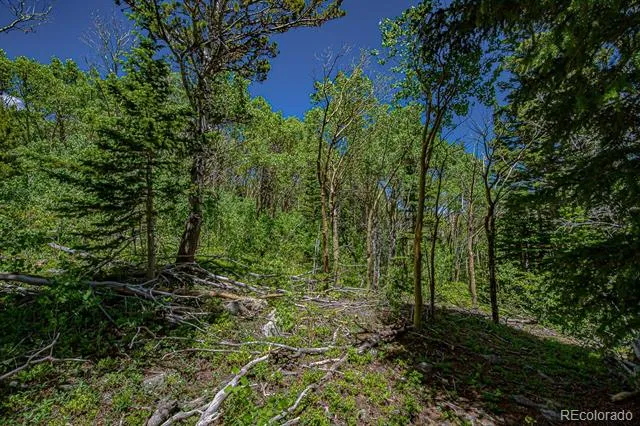 123 Yankee Hill Trail Black Hawk, CO 80427