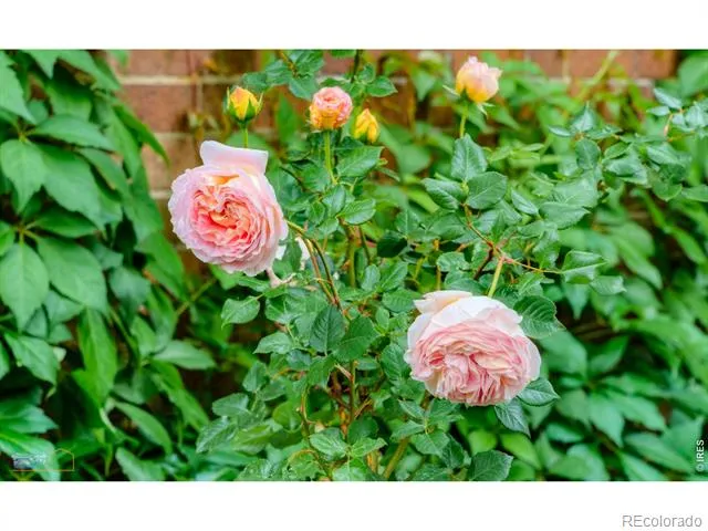 604 Mapleton Avenue Boulder, CO 80304