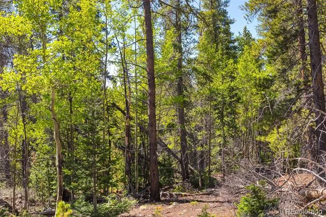 715 Lewsader Road Alma, CO 80420