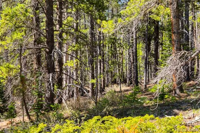 715 Lewsader Road Alma, CO 80420