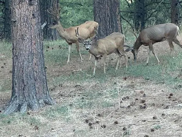 12799 Road 105 Mancos, CO 81328