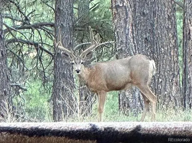 12799 Road 105 Mancos, CO 81328