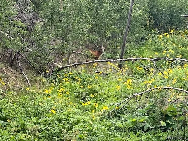 Lot 369-370 Powers Road Fort Garland, CO 81133