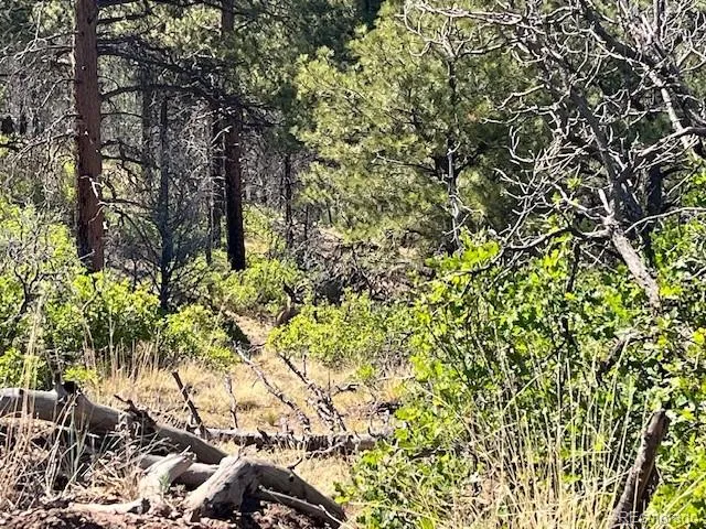 Lot 369-370 Powers Road Fort Garland, CO 81133