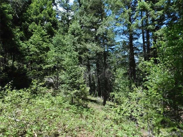 13175 Spruce Creek Circle Larkspur, CO 80118