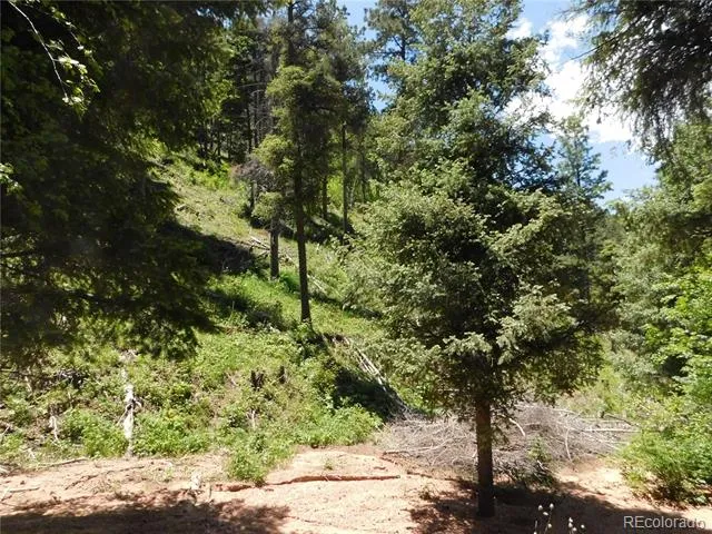 13175 Spruce Creek Circle Larkspur, CO 80118