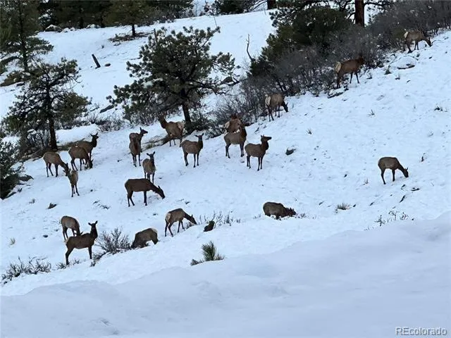 92 Bear Trax Drive Canon City, CO 81212