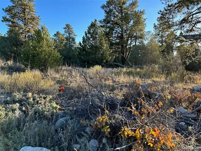 Big Bear Road Mosca, CO 81146