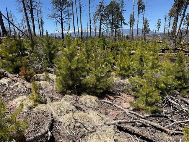 Lot 1154 Bluhdorn Place Fort Garland, CO 81133