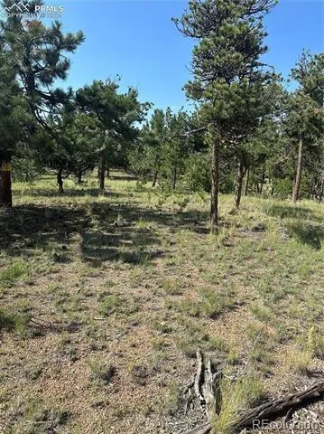 315 Thunder Ridge Road Florissant, CO 80816