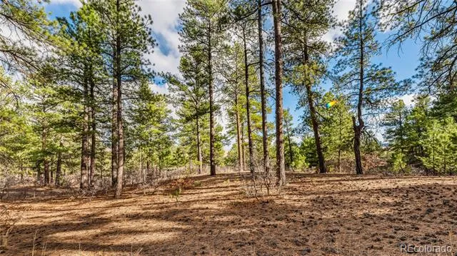 436 Fox Farm Road Larkspur, CO 80118