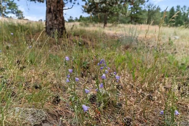 1162 Swede Gulch Road Evergreen, CO 80439