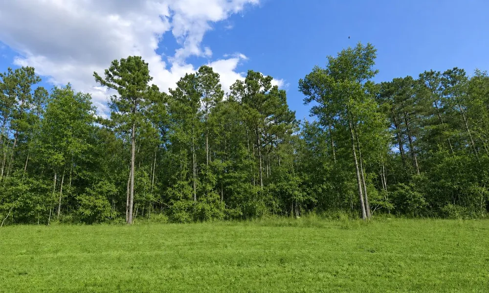 15586 Republic Ranch Road Willis, TX 77378