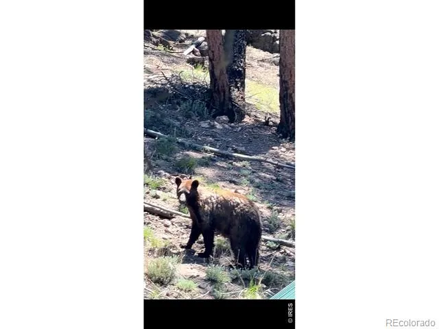 1989 Spencer Mountain Road Bellvue, CO 80512