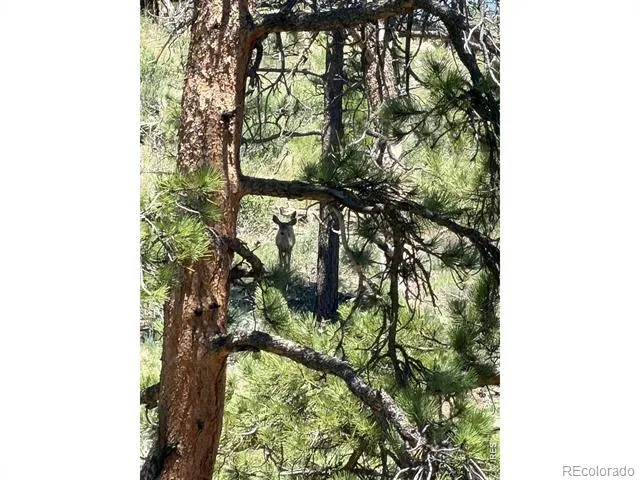 1989 Spencer Mountain Road Bellvue, CO 80512