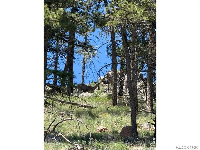 1989 Spencer Mountain Road Bellvue, CO 80512