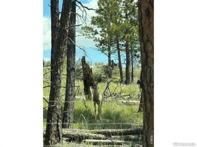 1989 Spencer Mountain Road Bellvue, CO 80512
