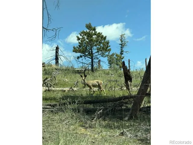 1989 Spencer Mountain Road Bellvue, CO 80512