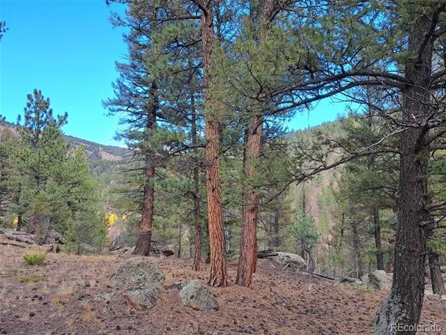 1077 Roland Drive Bailey, CO 80421