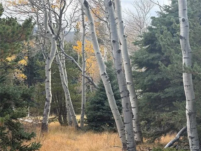 2663 Petito Drive Fort Garland, CO 81133